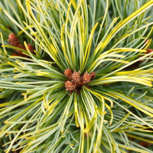 Pinus koraiensis 'Kollasekirju' - Korea seedermänd 'Kollasekirju' C4/4L
